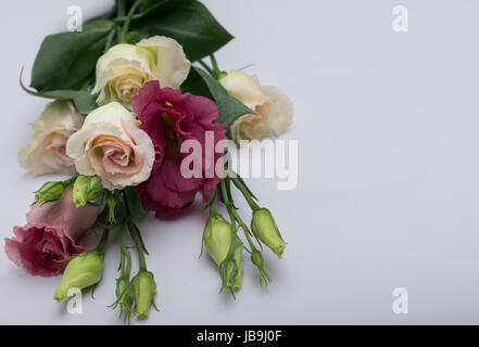 Un établi d'eustoma fleurs Banque D'Images