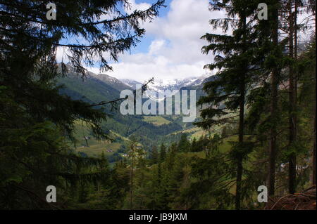 Paysage dans le Tyrol du Sud en Italie ; voir dans l'Oetztal Passeiertal avec les Alpes, montagnes enneigées, forêts et prairies ; ciel bleu et nuages blancs ; sapins au premier plan Banque D'Images