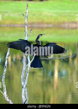 Anhinga femelle avec des ailes propagation grande ouverte pour sécher. Banque D'Images