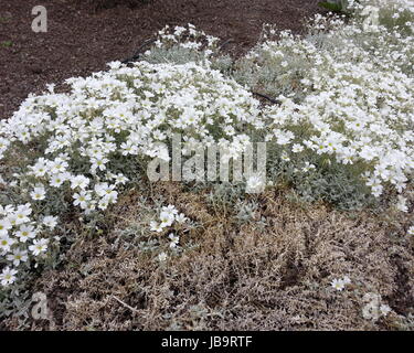 Cerastium tomentosum Banque D'Images