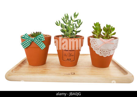 Trois pots en terre cuite avec des herbes à feuilles vertes de plus en plus eux disposés sur un plateau en bois avec des arcs décoratifs sur les pots pour la culture des plantes d'intérieur Banque D'Images