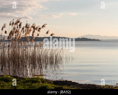 Joncs dans le lac di Trasimeno. Le lac est un lac peu profond avec des poissons abondants boueux Banque D'Images