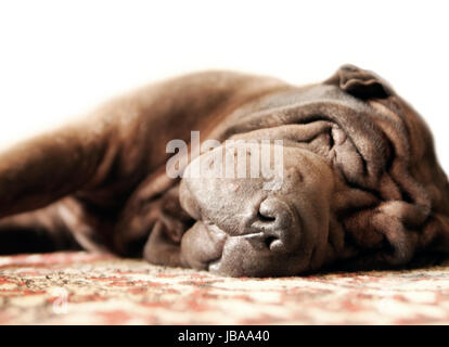 Pretty brown Shar-pei adultes dort sur le tapis Banque D'Images