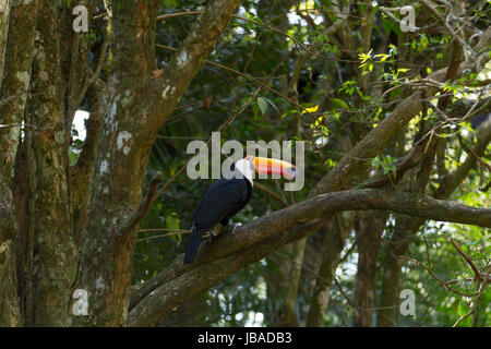 Toucan oiseau sur la nature dans la région de Foz do Iguazu, Brésil. La faune du Brésil Banque D'Images