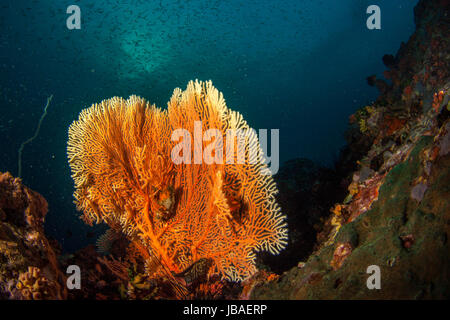 Gorgones orange sain d'éventails de mer Standing Tall entouré par une scolarisation de petits poissons le bleu profond de l'eau dans le Myanmar Banque D'Images