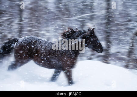 Cheval rapide pendant un blizzard au galop dans la nature (avec le flou) Banque D'Images