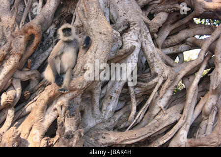 Semnopithecus dussumieri (gris) assis dans un grand arbre, le parc national de Ranthambore, Rajasthan, Inde Banque D'Images