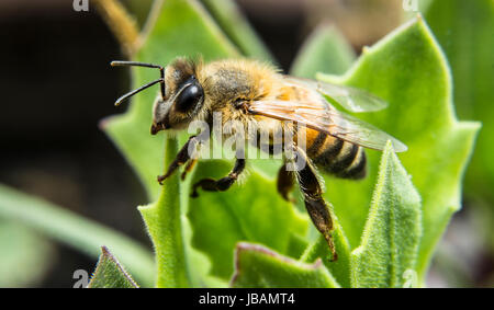 Le détail et l'approche de l'abeille qui semble se trouver à l'appareil photo Banque D'Images