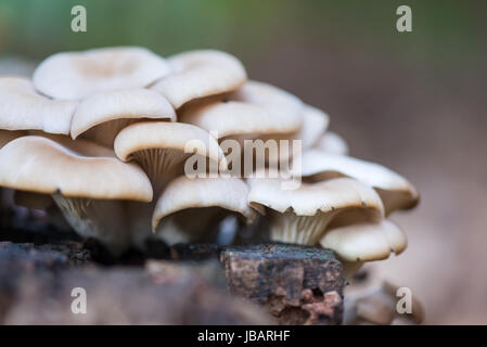 Grappe de champignons huîtres crème, beige et blanc cassé ( Pleurotus ostreatus) poussant sur une souche de peuplier en décomposition. Banque D'Images