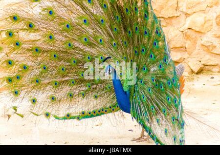 Une vue de profil d'un paon mâle de s'afficher. Homme peafowls sont distinctes pour leurs brillantes bleu métallique couronne, la crête sur la tête et la queue supérieure allongée convoite sur leur train composé de plumes de marque pour oeil. Banque D'Images