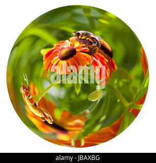 Petite Planète - vue sphérique d'abeille miel de nectar de fleurs en été gaillardia jour isolé sur fond blanc Banque D'Images