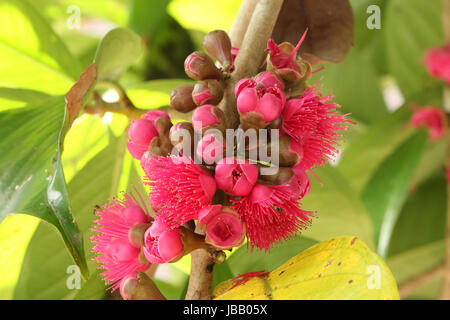 Malay rose fleur sur apple tree Banque D'Images