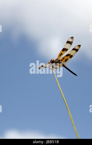 Libre d'une libellule, brown insecte sur une tige de la plante en face d'un ciel bleu avec des nuages blancs à l'extérieur dans la nature sur une journée ensoleillée. Banque D'Images