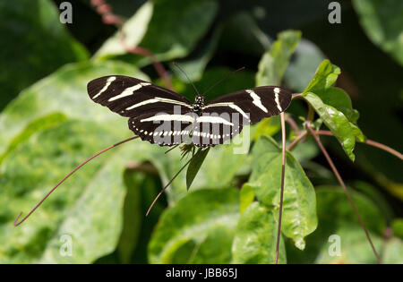 Zebra Longwing, papillon aux ailes repliées sur une plante Banque D'Images