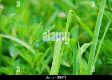 Belle Blue Dragon fly reposant sur un brin d'herbe Banque D'Images