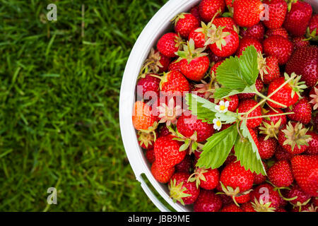 Seau de fraises fraîchement cueillies en plongée des sur l'herbe verte à l'extérieur avec copie espace Banque D'Images