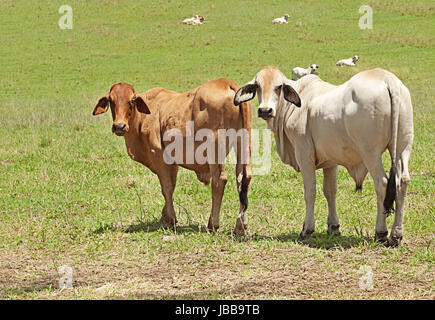 Deux vaches brahman des animaux domestiques debout dans un enclos de ferme sur un ranch de bétail australien Banque D'Images