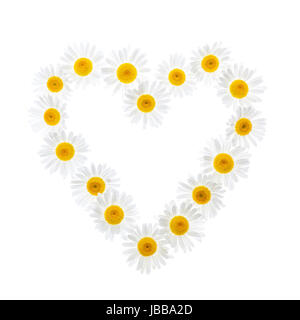 Forme de coeur de marguerites oxeye isolé sur fond blanc Banque D'Images