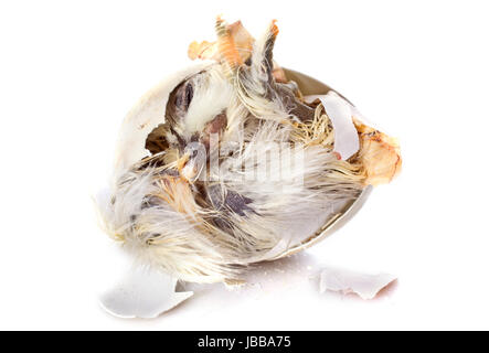 L'éclosion d'un poussin in front of white background Banque D'Images