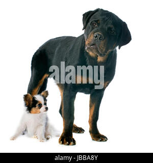 Papillon et chiot rottweiler in front of white background Banque D'Images