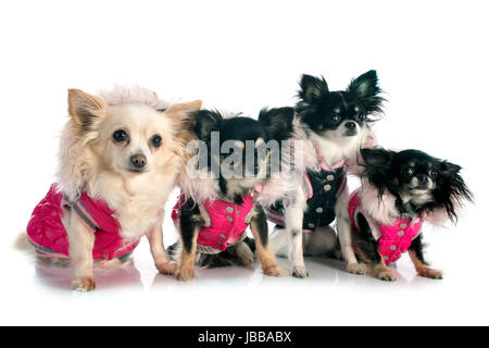Chihuahuas dressed in front of white background Banque D'Images