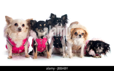 Chihuahuas dressed in front of white background Banque D'Images