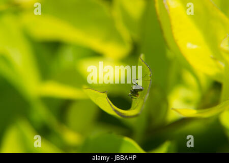 Balades Ant sur une feuille Banque D'Images