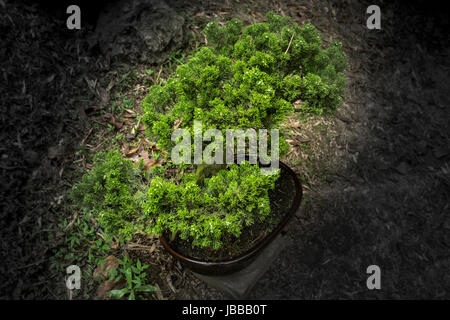 Petit bonsaï arbre dans la pièce Banque D'Images