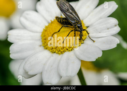 Bug sur little daisy flower macro Banque D'Images