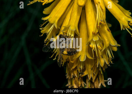Abeille sur little yellow bell fleurs Banque D'Images