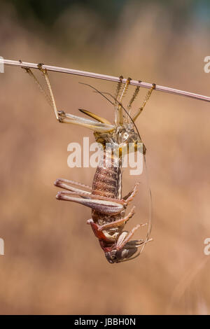 Coulee Cricket, Anabrus longipes, dans le processus de mue dans l'écosystème de la steppe arbustive Hanford Reach National Monument, bassin du fleuve Columbia, Wa Banque D'Images
