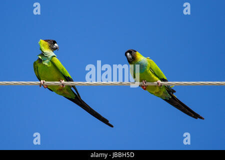 Perruches Nanday (Aratinga nenday) assis sur un fil, en Floride Banque D'Images