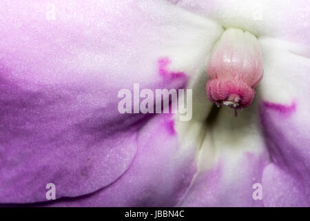 Mauve et blanc et fleurs macro tête Banque D'Images