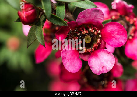 Ant marche sur une petite fleur rouge Banque D'Images