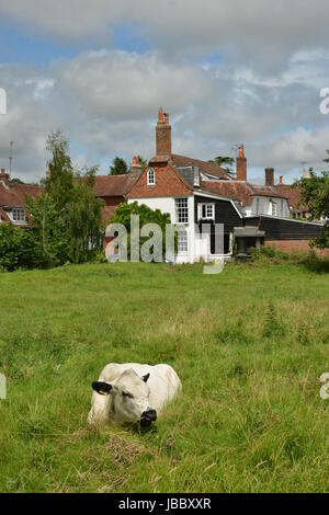 Bovins en fixant sur le terrain Banque D'Images