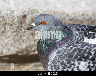 Cesar dove sitting on stairs photographié close-up Banque D'Images