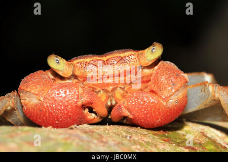 Close-up d'une forêt vierge (alias Crabe Crabe Arbres) espèces, la baie Drake, péninsule d'Osa, au Costa Rica Banque D'Images