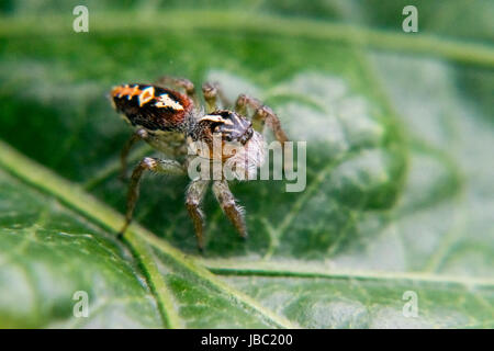 Thomisidae marche sur une feuille d'arbre Banque D'Images