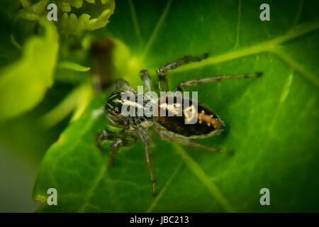 Petite araignée sauteuse sur une feuille d'arbre Banque D'Images