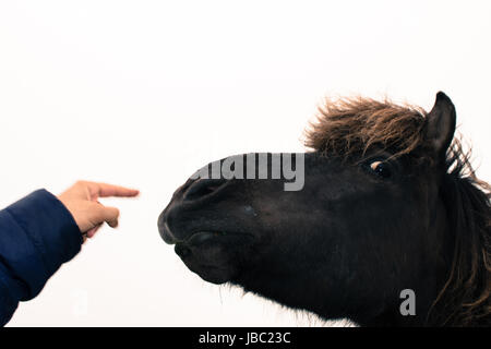 Un drôle de visage d'une expression cheval brun Banque D'Images