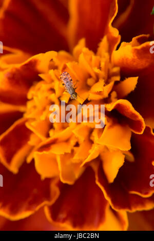 Petit bug sur un marigold Banque D'Images
