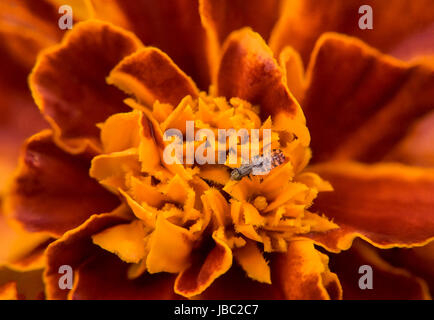 Petit bug sur un marigold Banque D'Images