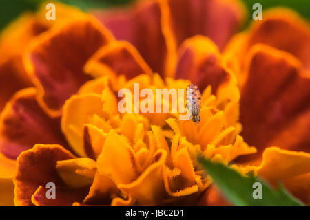Petit bug sur un marigold Banque D'Images