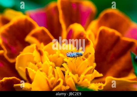 Petit bug sur un marigold Banque D'Images