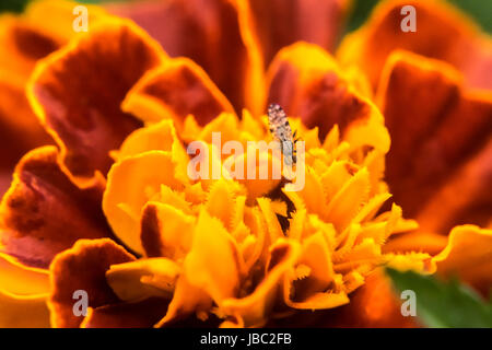 Petit bug sur un marigold Banque D'Images