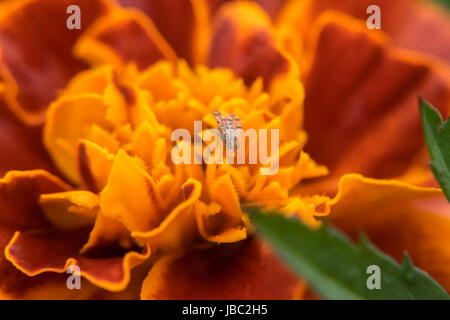 Petit bug sur un marigold Banque D'Images