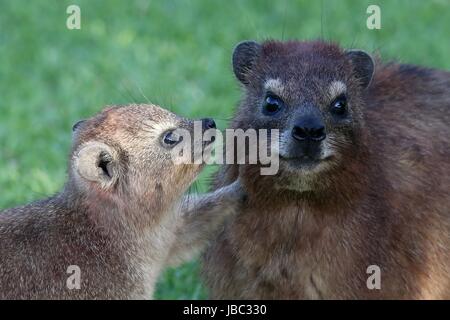 Hyrax ou Lapin mignon Rock bébé en train de c'est maman Banque D'Images