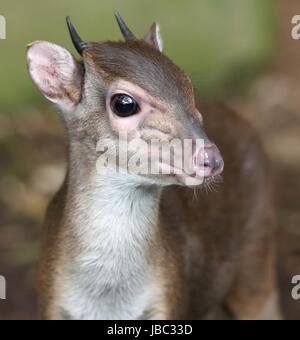 Le mignon et très timide antilope Céphalophe bleu dans les sous-bois de la forêt Banque D'Images