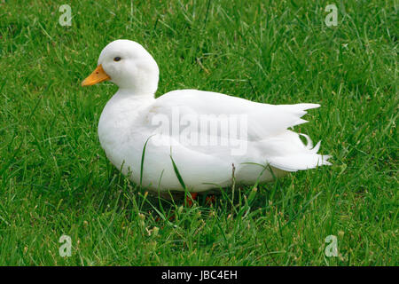 Homme de race blanche de canard d'appel sur l'herbe Banque D'Images