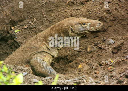 Dragon de Komodo creusant un trou sur l'Île Rinca dans le Parc National de Komodo, de Nusa Tenggara, en Indonésie. C'est la plus grande espèce vivante de lézard Banque D'Images